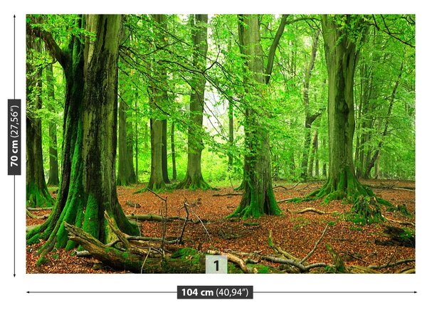 Carta da parati Foresta di faggio 104x70 cm