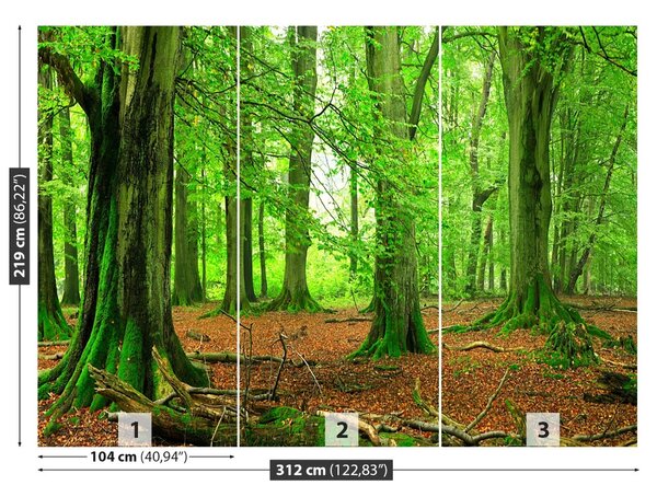 Carta da parati Foresta di faggio 104x70 cm
