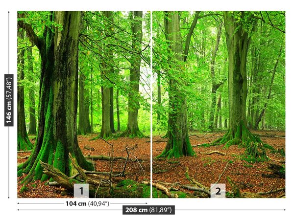 Carta da parati Foresta di faggio 104x70 cm