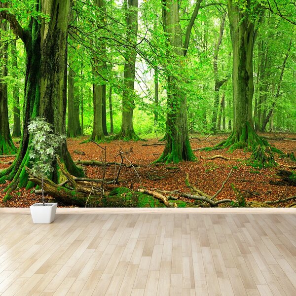 Carta da parati Foresta di faggio 104x70 cm