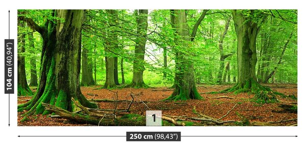 Carta da parati Foresta di faggio 104x70 cm