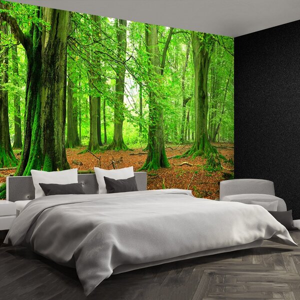 Carta da parati Foresta di faggio 104x70 cm