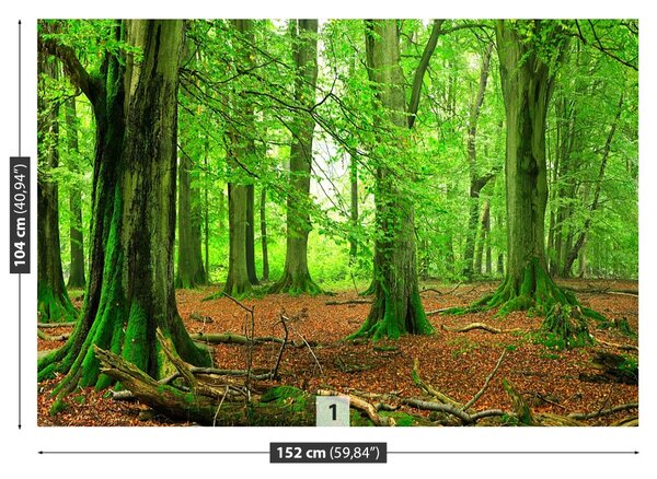 Carta da parati Foresta di faggio 104x70 cm