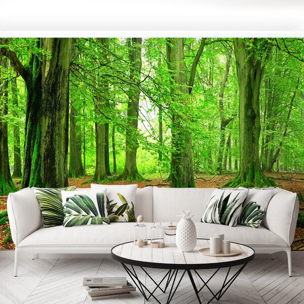 Carta da parati Foresta di faggio 104x70 cm
