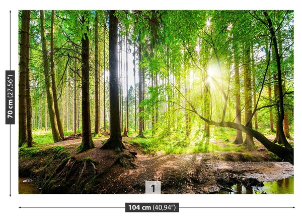 Carta da parati Foresta del sole 104x70 cm