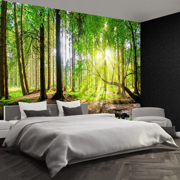 Carta da parati Foresta del sole 104x70 cm