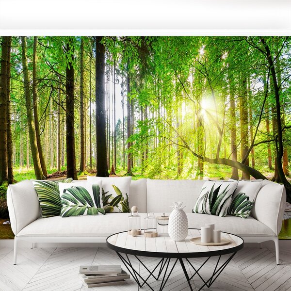 Carta da parati Foresta del sole 104x70 cm