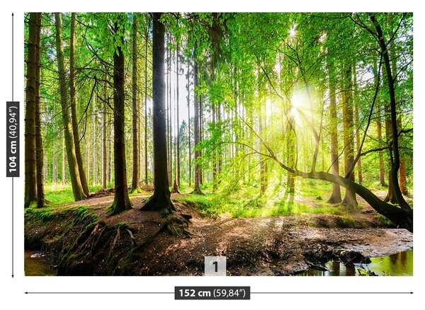 Carta da parati Foresta del sole 104x70 cm