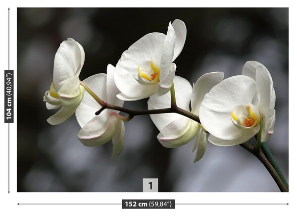 Carta da parati Orchidea bianca 104x70 cm