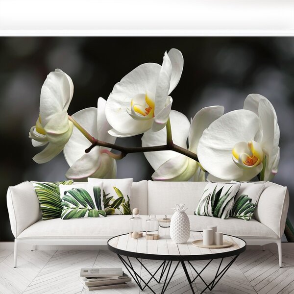 Carta da parati Orchidea bianca 104x70 cm
