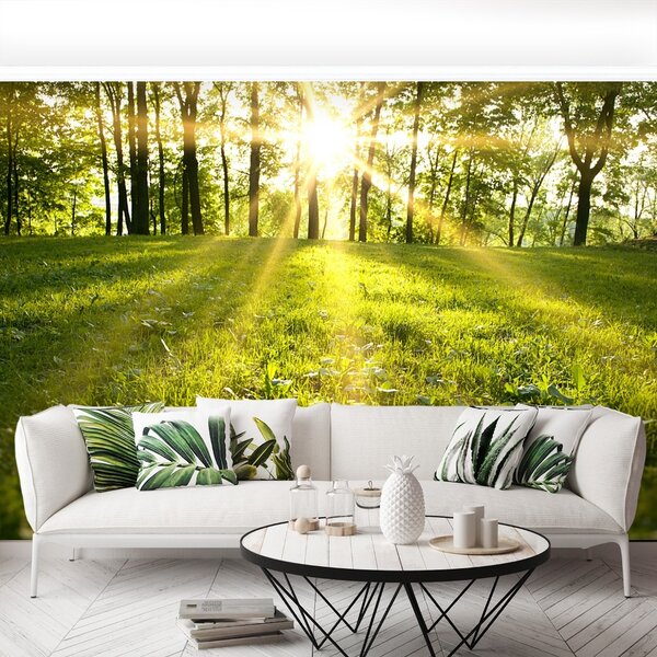 Carta da parati Foresta del sole 104x70 cm