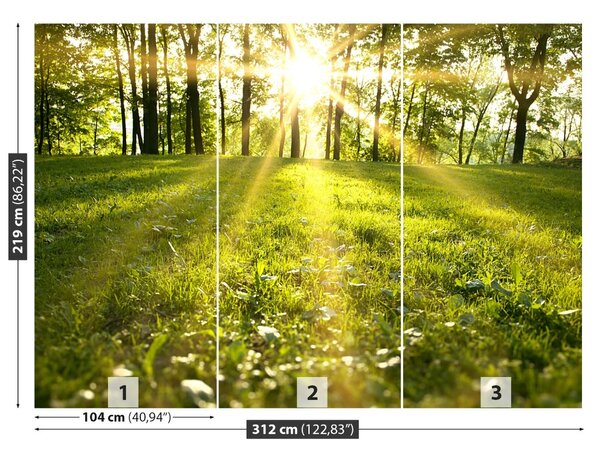 Carta da parati Foresta del sole 104x70 cm