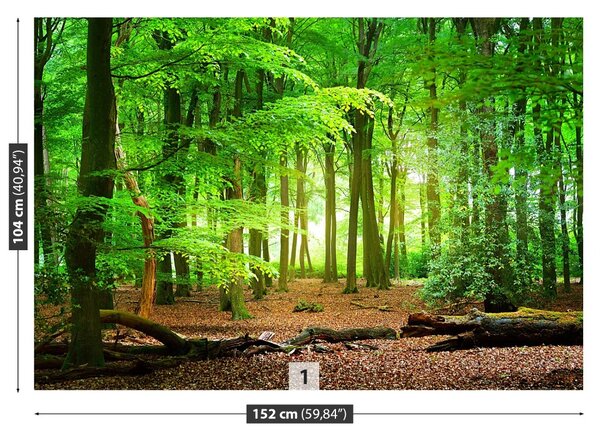 Carta da parati Foresta di primavera 104x70 cm