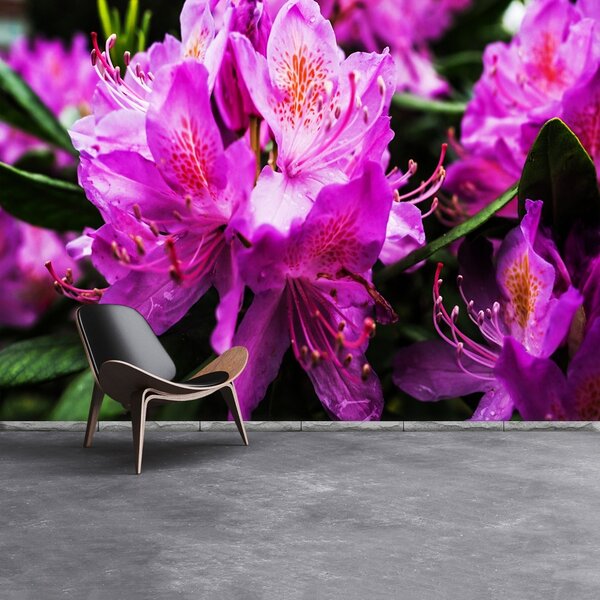Carta da parati Fiori viola 104x70 cm