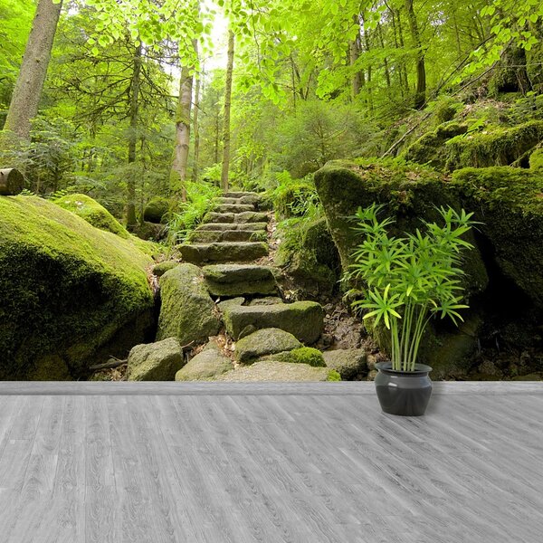 Carta da parati Trail forestale 104x70 cm
