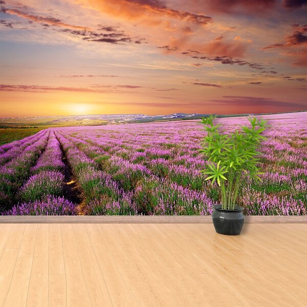 Carta da parati Campo di lavanda 104x70 cm