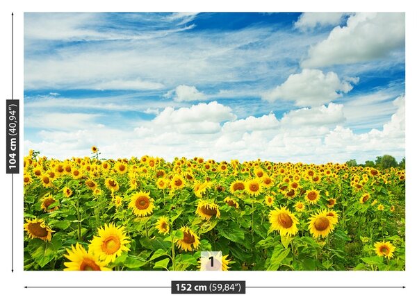 Carta da parati Campo di girasole 104x70 cm