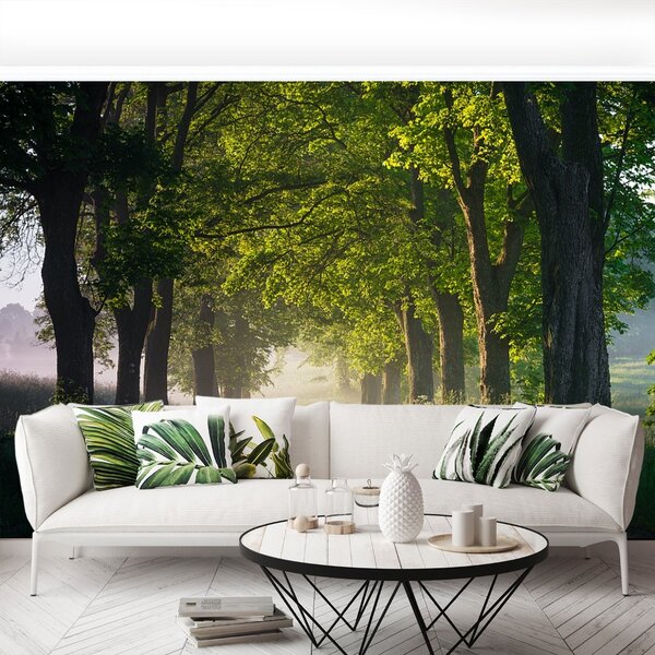 Carta da parati Avenue of Trees 104x70 cm