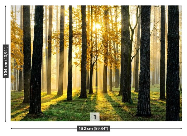 Carta da parati Foresta al mattino 104x70 cm