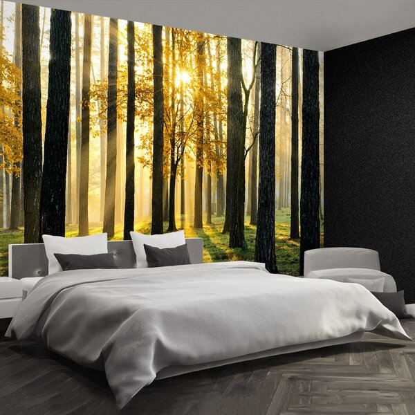 Carta da parati Foresta al mattino 104x70 cm