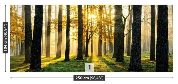 Carta da parati Foresta al mattino 104x70 cm