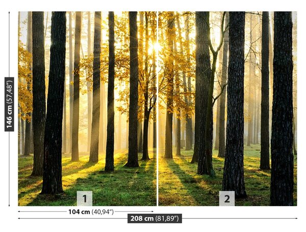 Carta da parati Foresta al mattino 104x70 cm