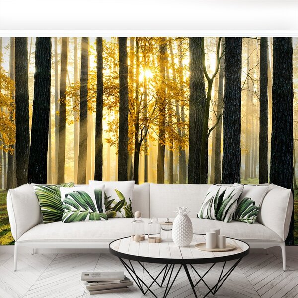 Carta da parati Foresta al mattino 104x70 cm