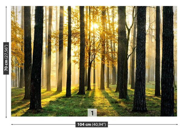 Carta da parati Foresta al mattino 104x70 cm