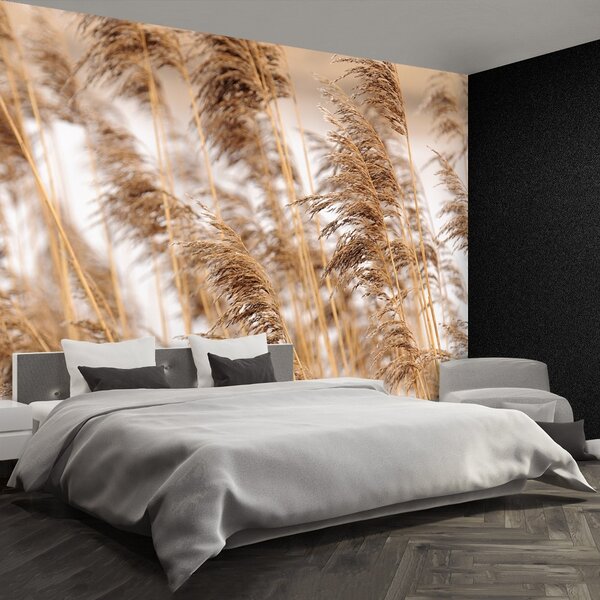 Carta da parati Canna marrone 104x70 cm