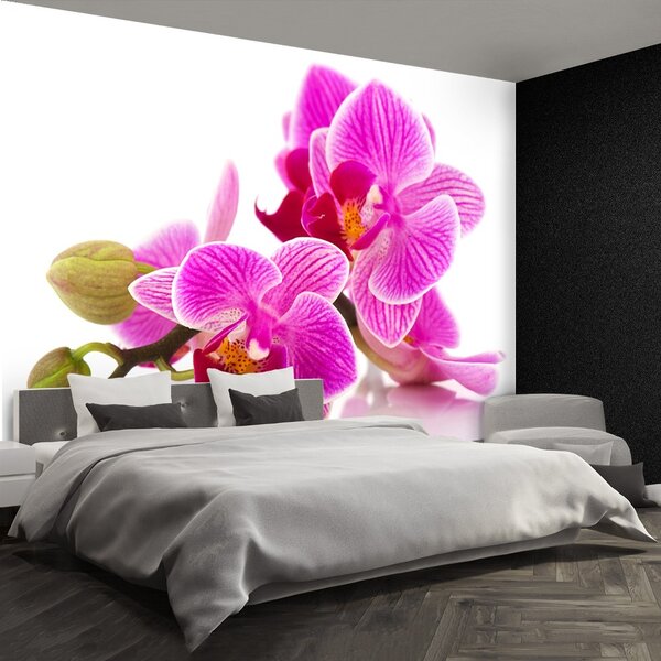 Carta da parati Fiori di orchidea 104x70 cm