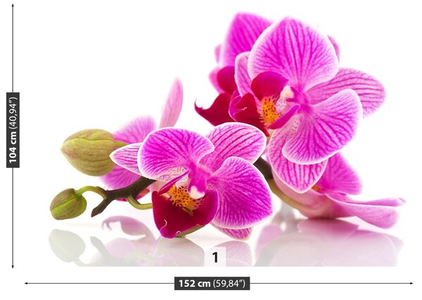 Carta da parati Fiori di orchidea 104x70 cm