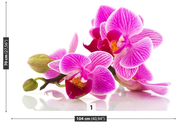 Carta da parati Fiori di orchidea 104x70 cm