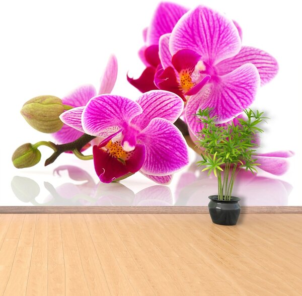 Carta da parati Fiori di orchidea 104x70 cm