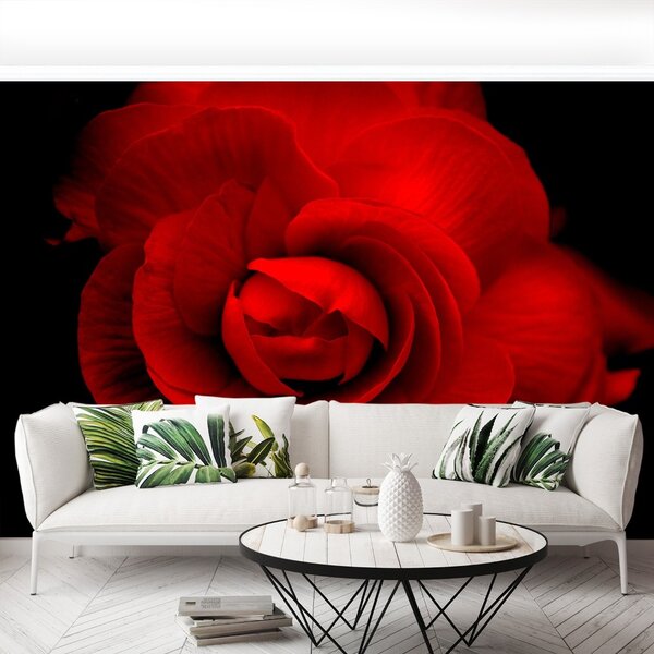Carta da parati Rosa rossa 104x70 cm