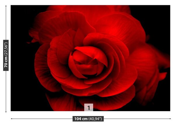 Carta da parati Rosa rossa 104x70 cm
