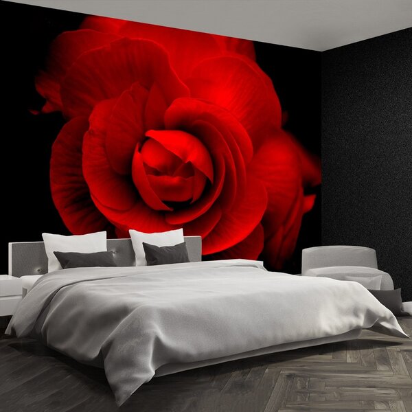 Carta da parati Rosa rossa 104x70 cm