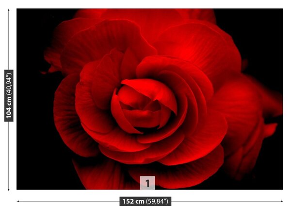 Carta da parati Rosa rossa 104x70 cm