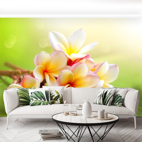Carta da parati Fiori frangipani 104x70 cm