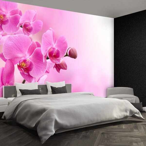 Carta da parati Orchidea rosa 104x70 cm