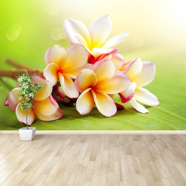 Carta da parati Fiori frangipani 104x70 cm