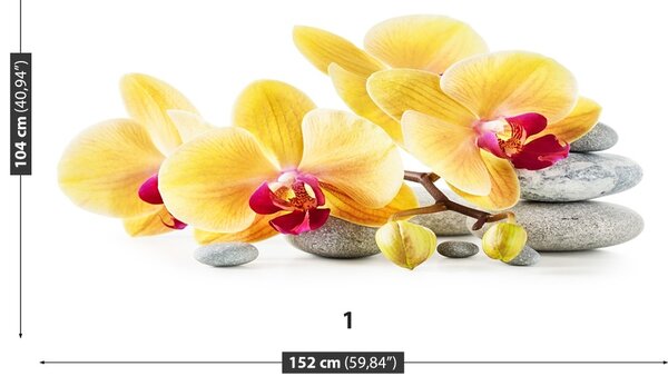 Carta da parati Orchidea gialla 104x70 cm