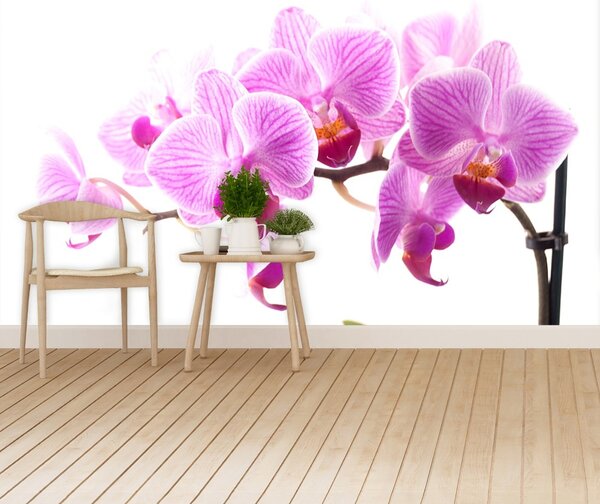 Carta da parati Orchidea rosa 104x70 cm