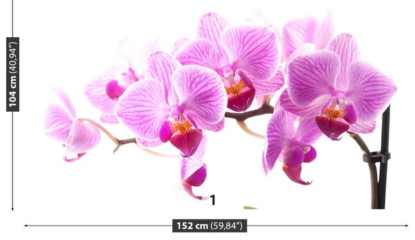 Carta da parati Orchidea rosa 104x70 cm