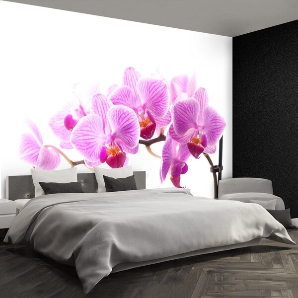 Carta da parati Orchidea rosa 104x70 cm