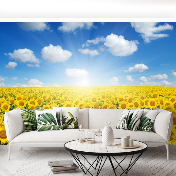 Carta da parati Campi di girasole 104x70 cm