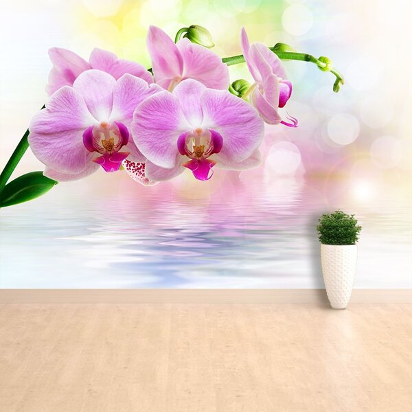 Carta da parati Rose di orchidea 104x70 cm