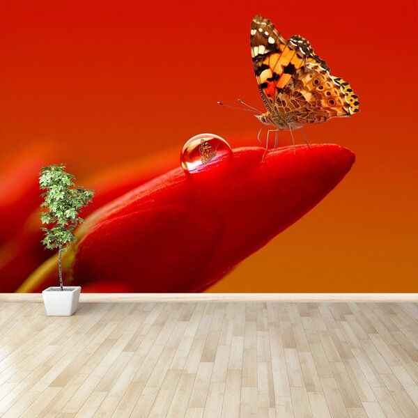 Carta da parati Butterfly Tulip 104x70 cm