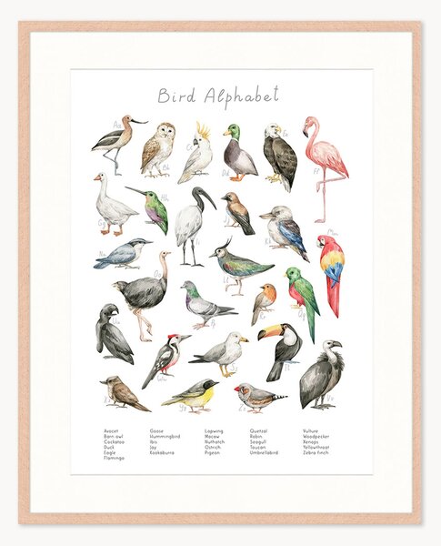 Stampa digitale incorniciata per bambini Bird Alphabet, varie misure