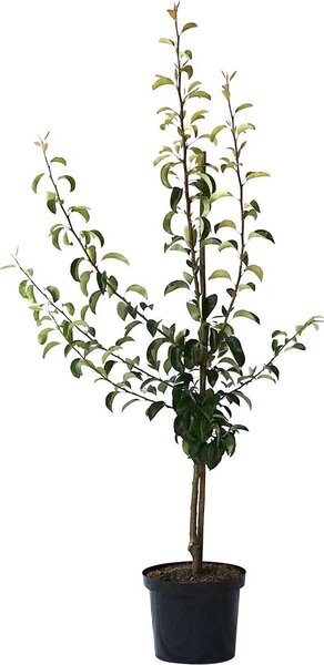 Pero Contessa di Parigi albero invernale a cespuglio 110-140 cm in vaso da 9,5 litri portainnesto cotogno A