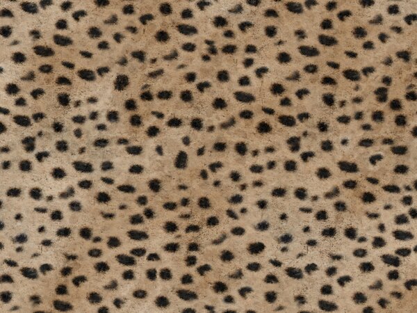 Wild cuscino in collezione Wild in microfibra impermeabile ghepardo